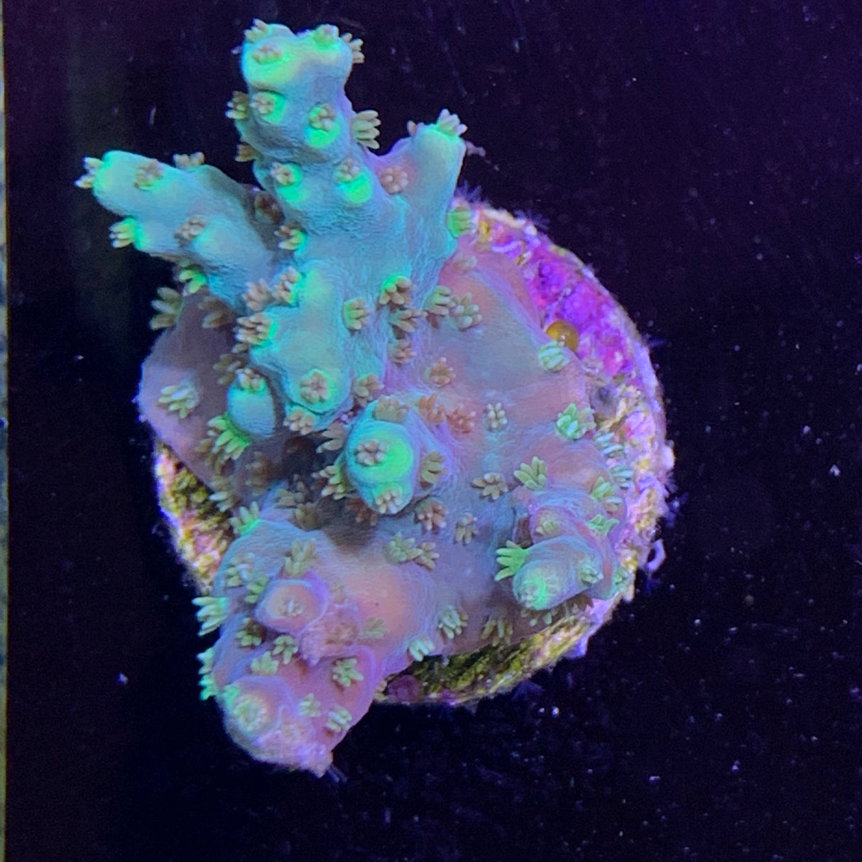 Acropora Frag