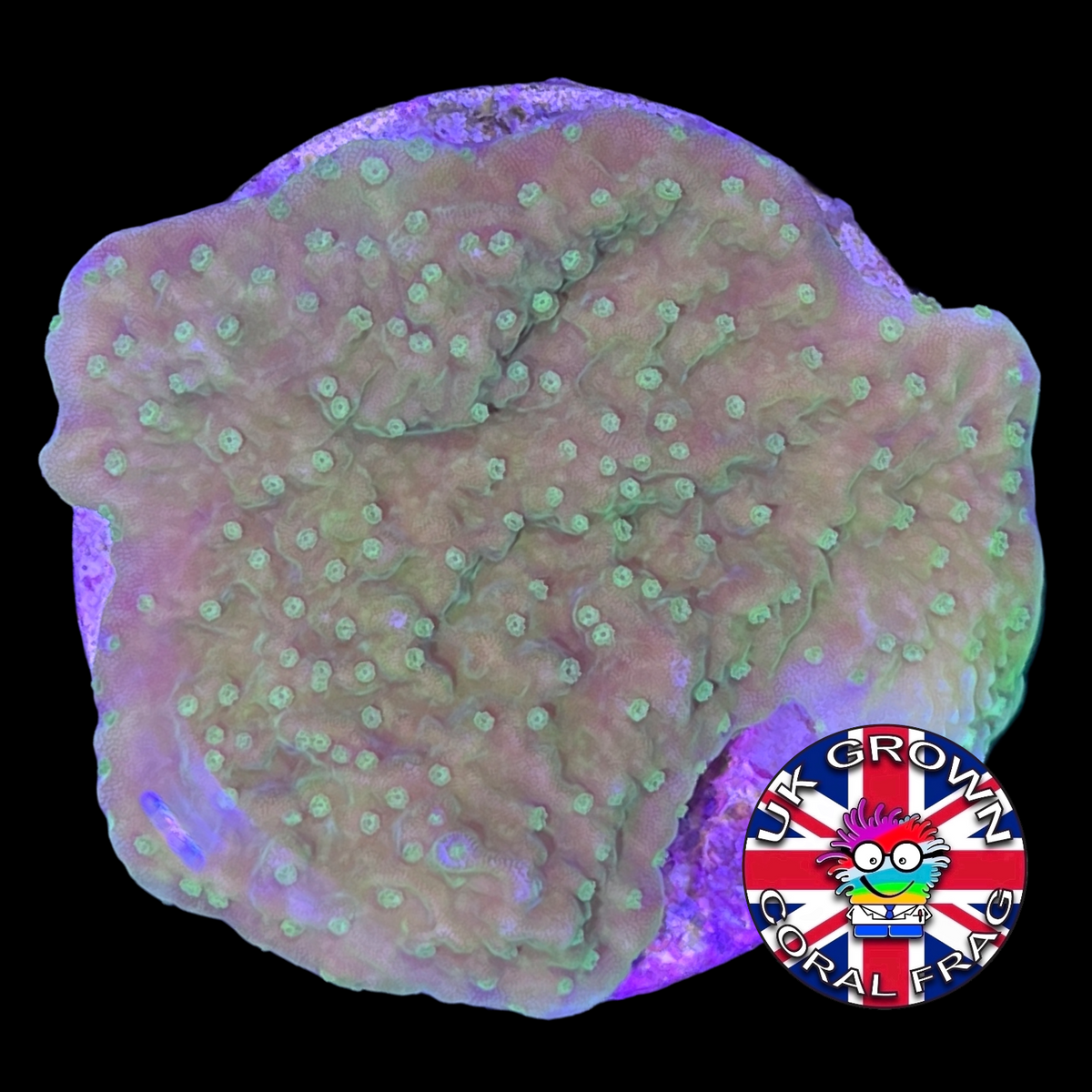 Green plating Montipora (UK Grown)