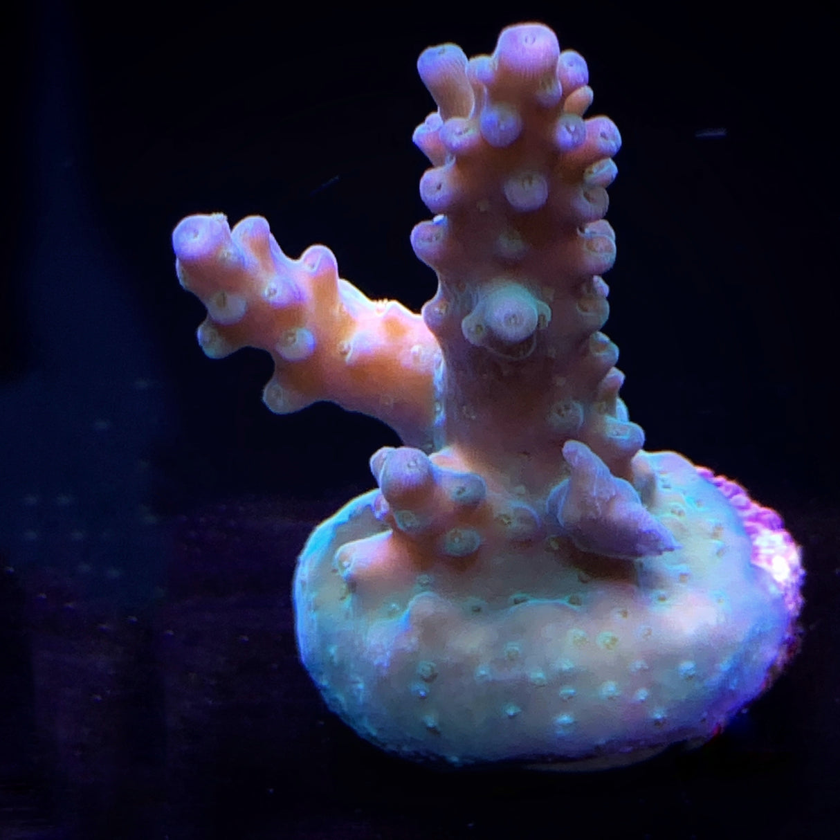 Acropora Frag