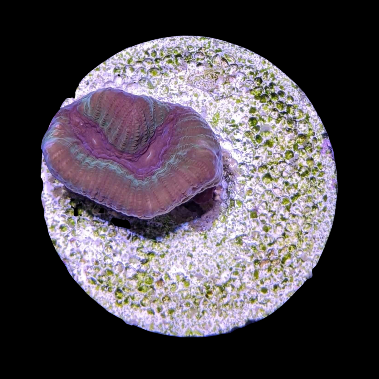 Metallic Platygyra