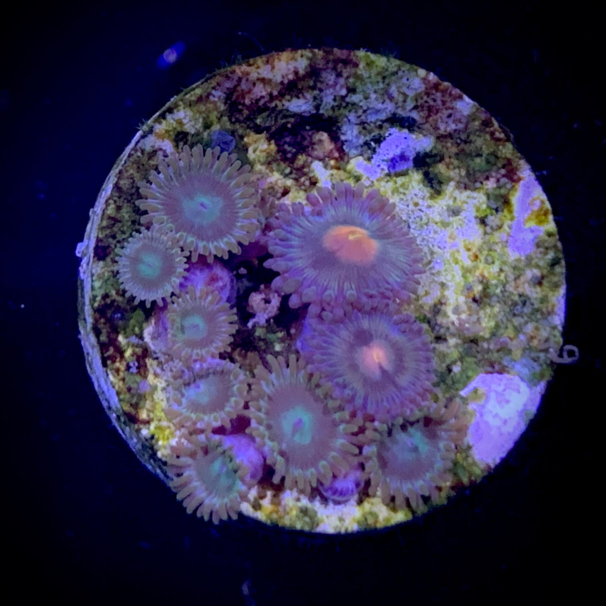 Zoa Frag