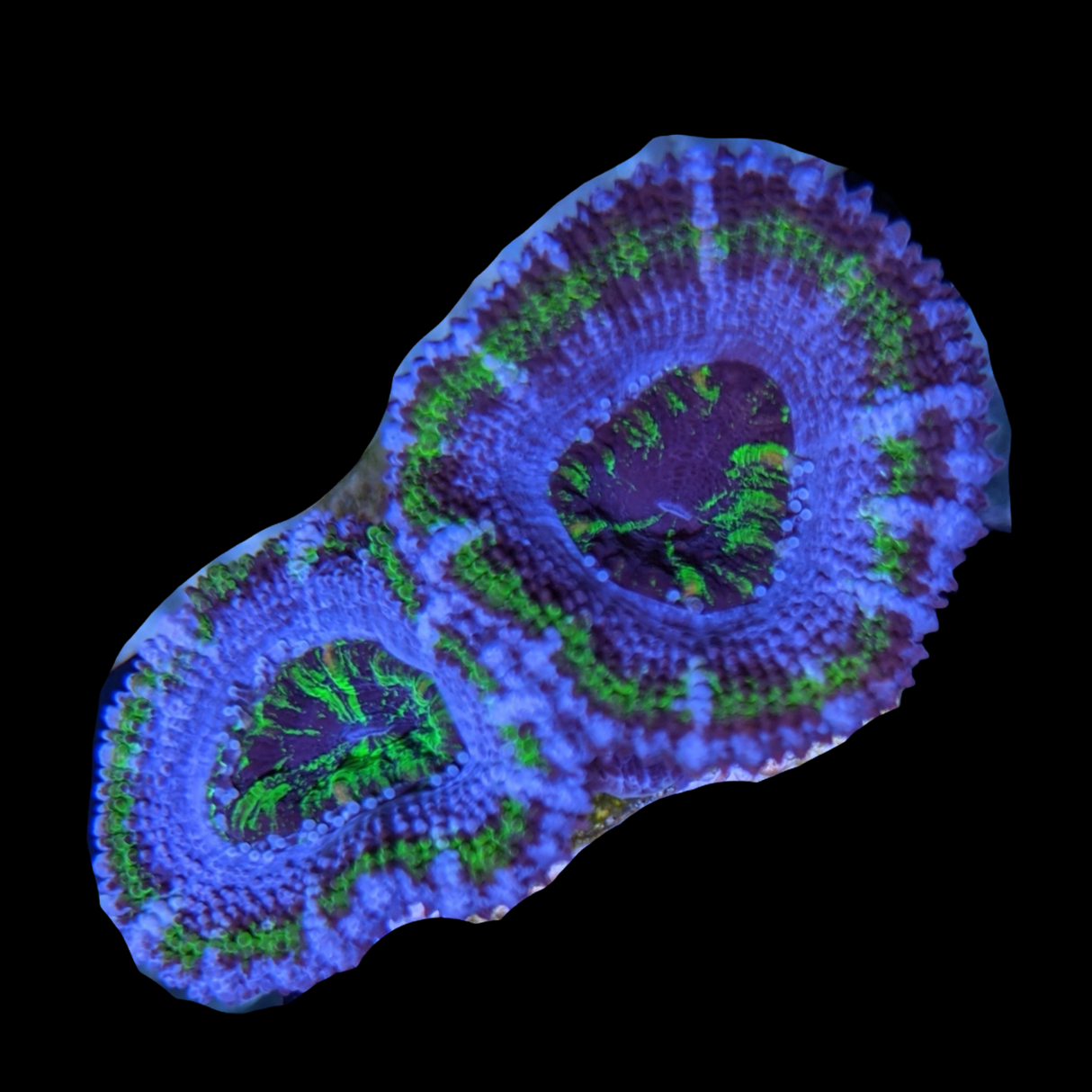 Acanthastrea Lordhowensi