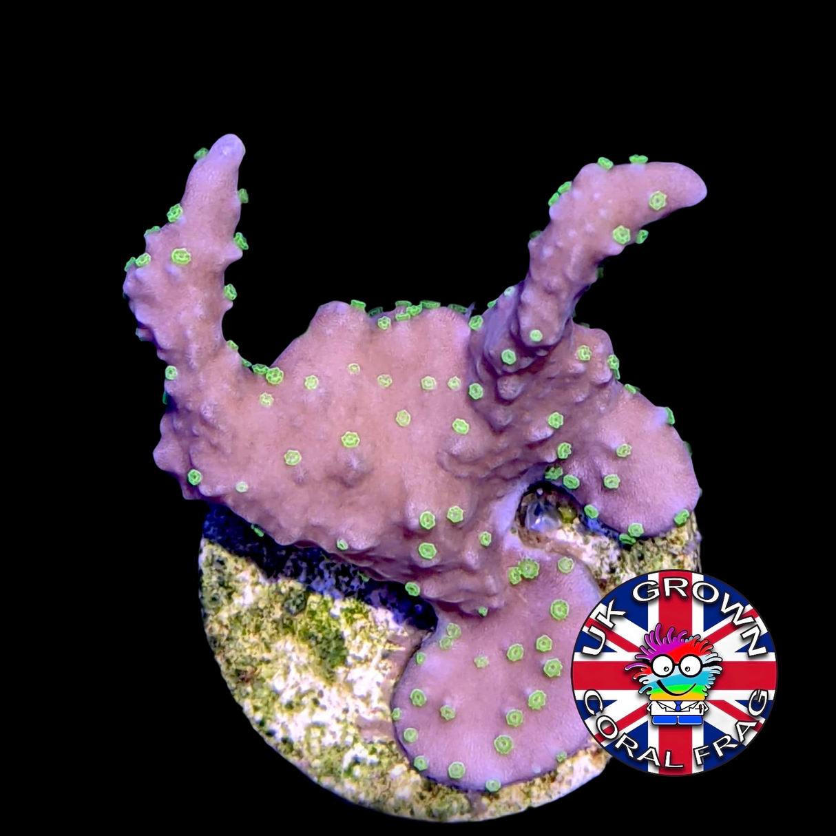 Hirsuta Montipora (UK Grown)
