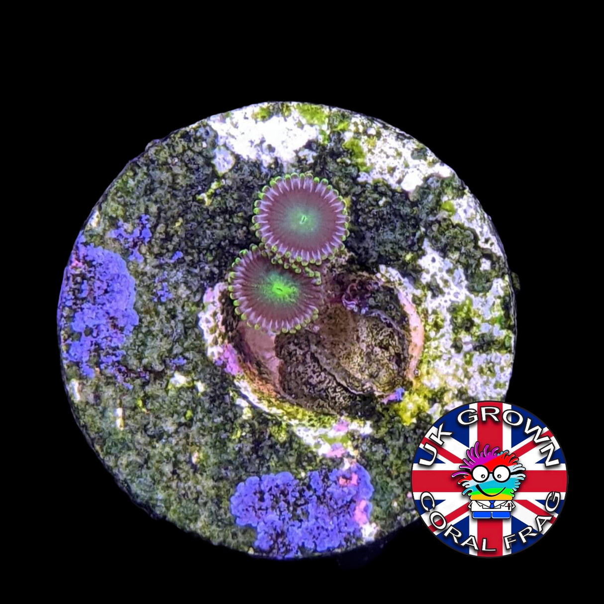 Radioactive Dragons Eyes Zoa Frag