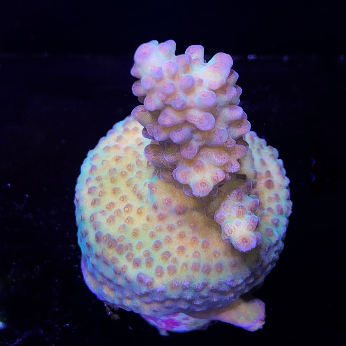 Acropora Frag