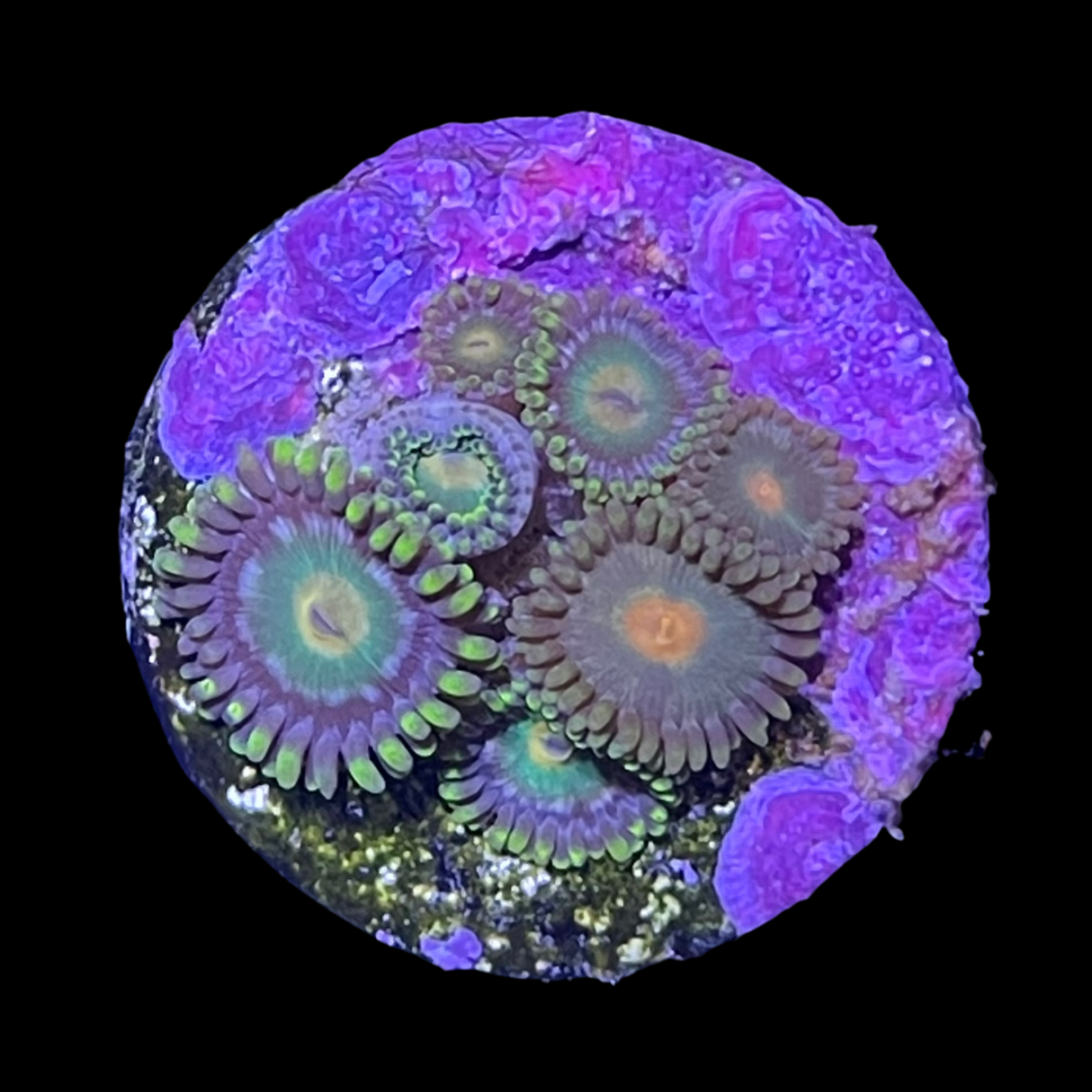 John Deere Zoa Frag