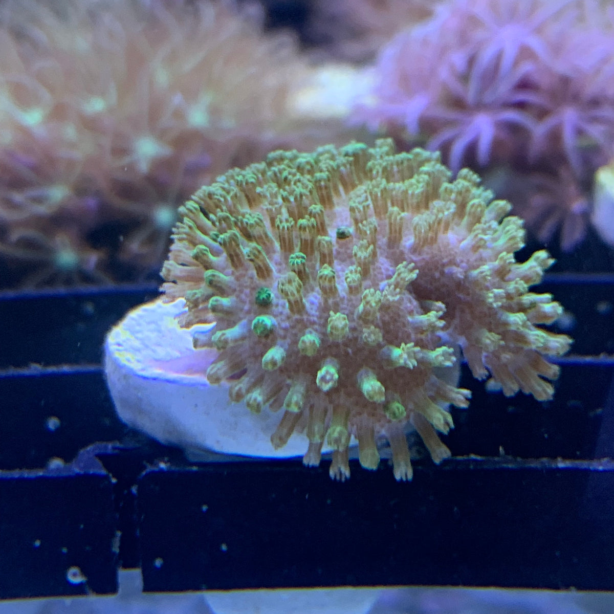 Toadstool Cora Toadstool Coral – thecoralcentre
