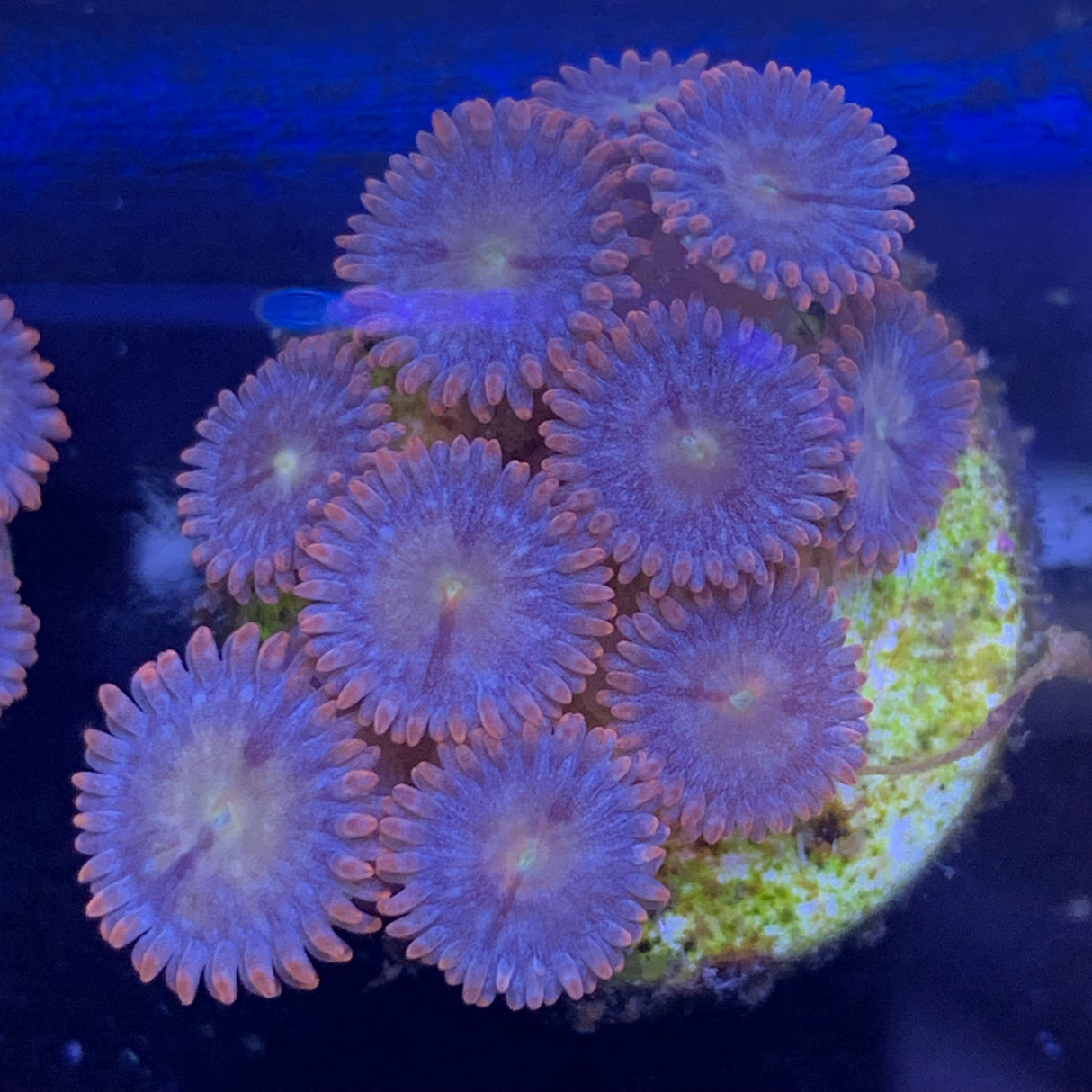 9 Polyp Zoa frag