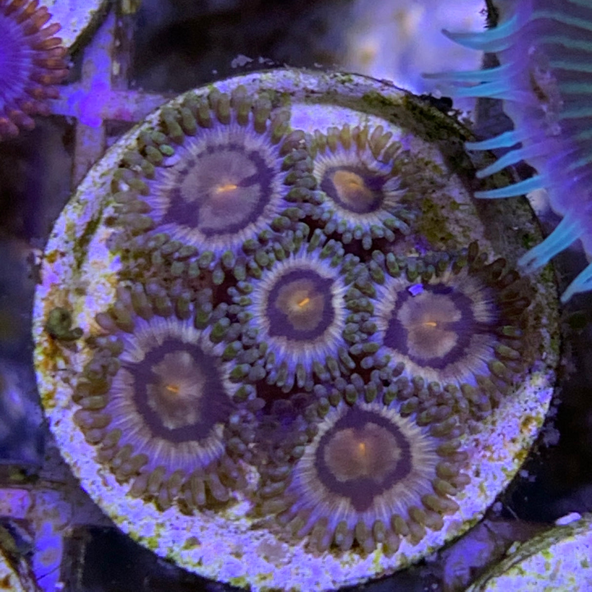 Zoa frag