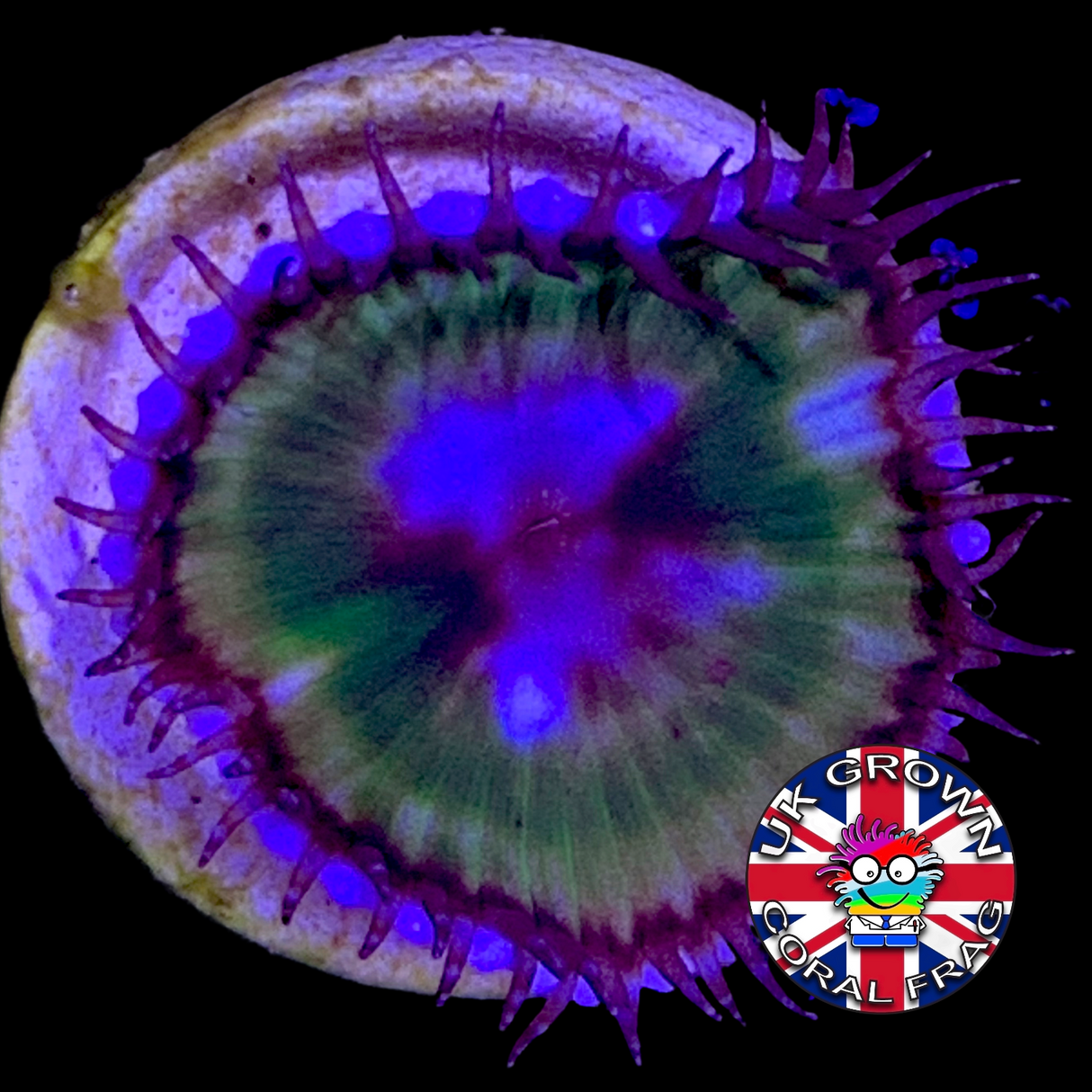 Grandis Paly Zoa Frag (UK Grown)