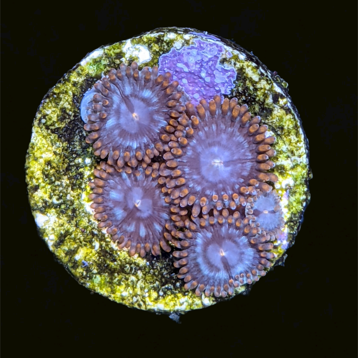Forget Me Not Zoa Frag