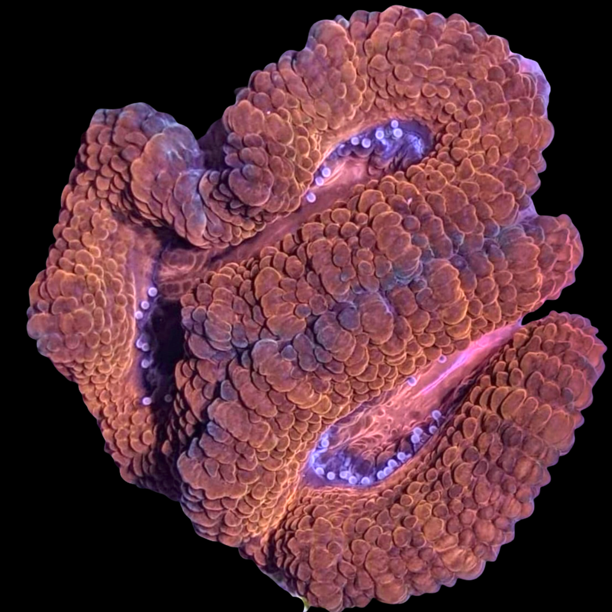 Acanthastrea Lordhowensi