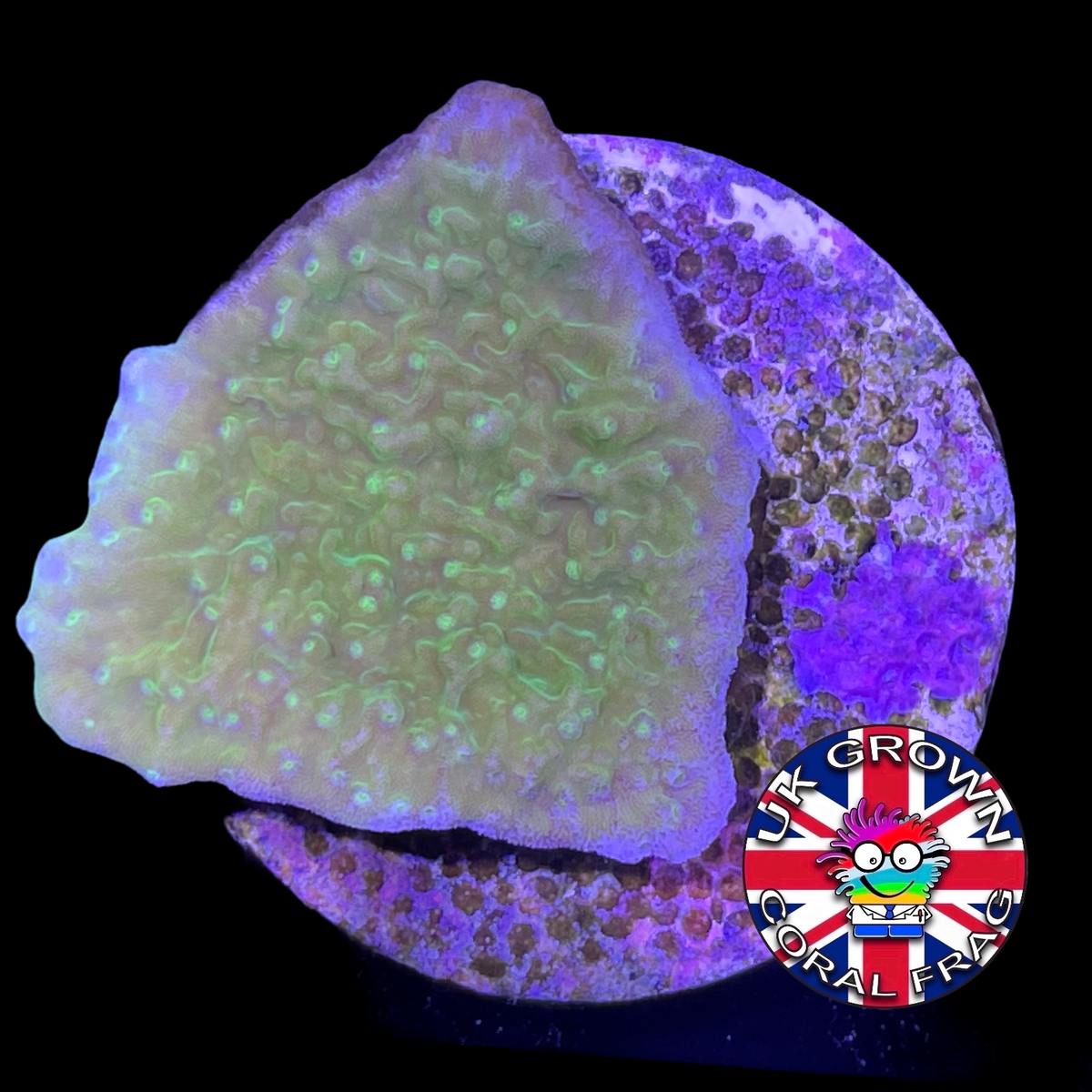 Green plating Montipora (UK Grown)