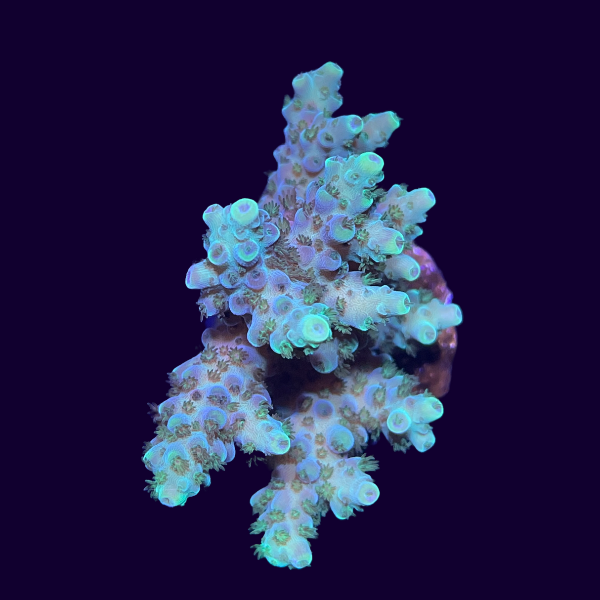 Acropora Frag (UK Grown)