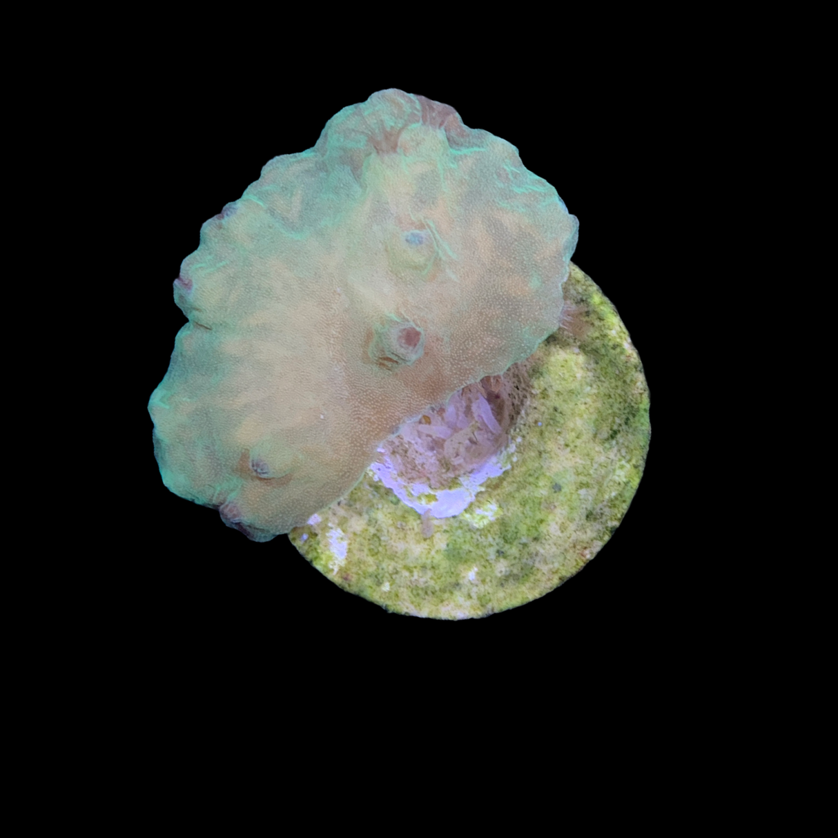 Cabbage Coral (UK Grown)