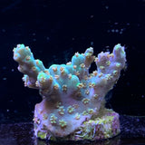 Acropora Frag