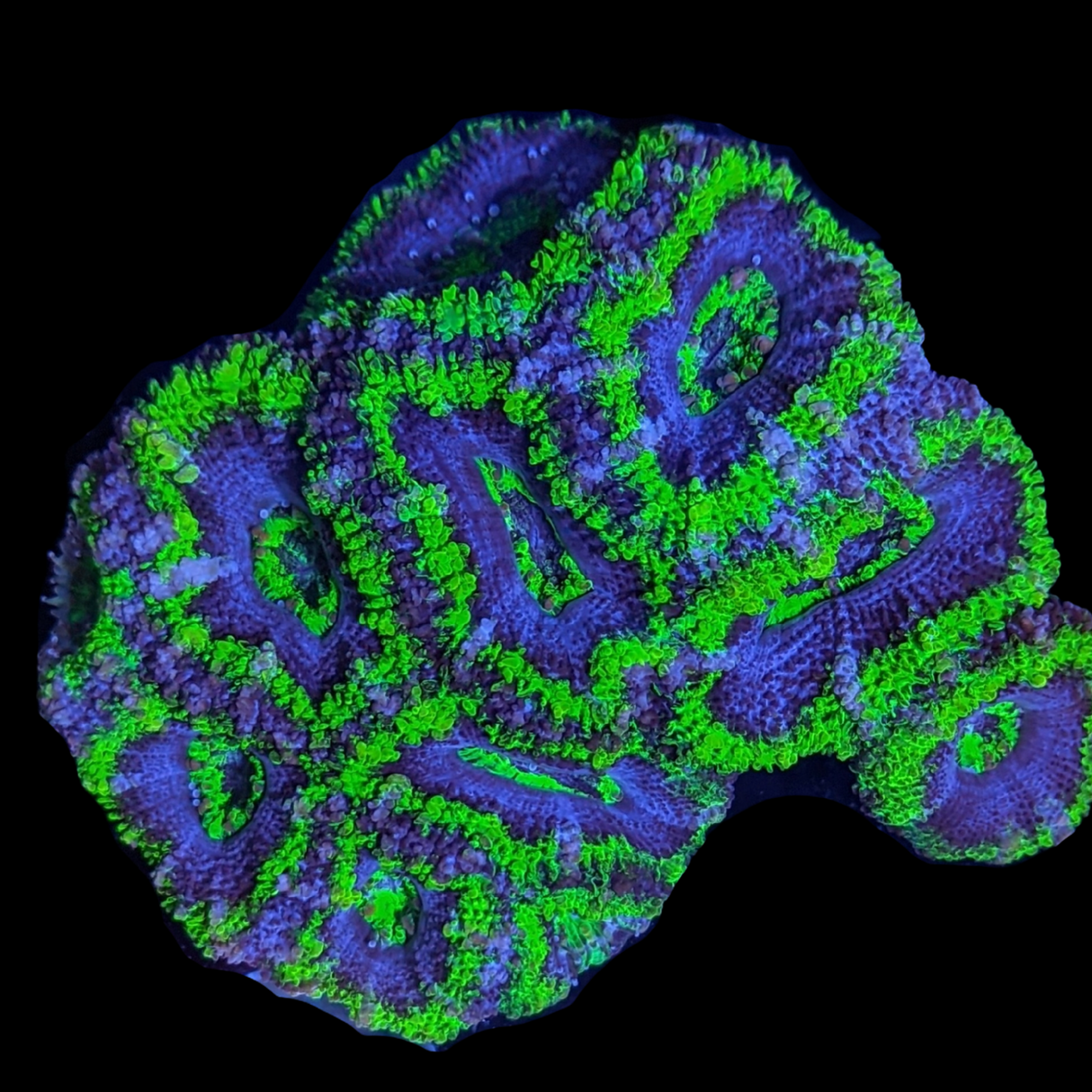 Acanthastrea Lordhowensi