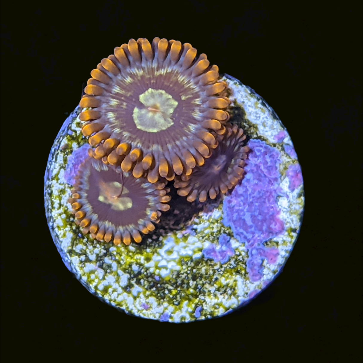 Chocolate Orange Zoa Frag