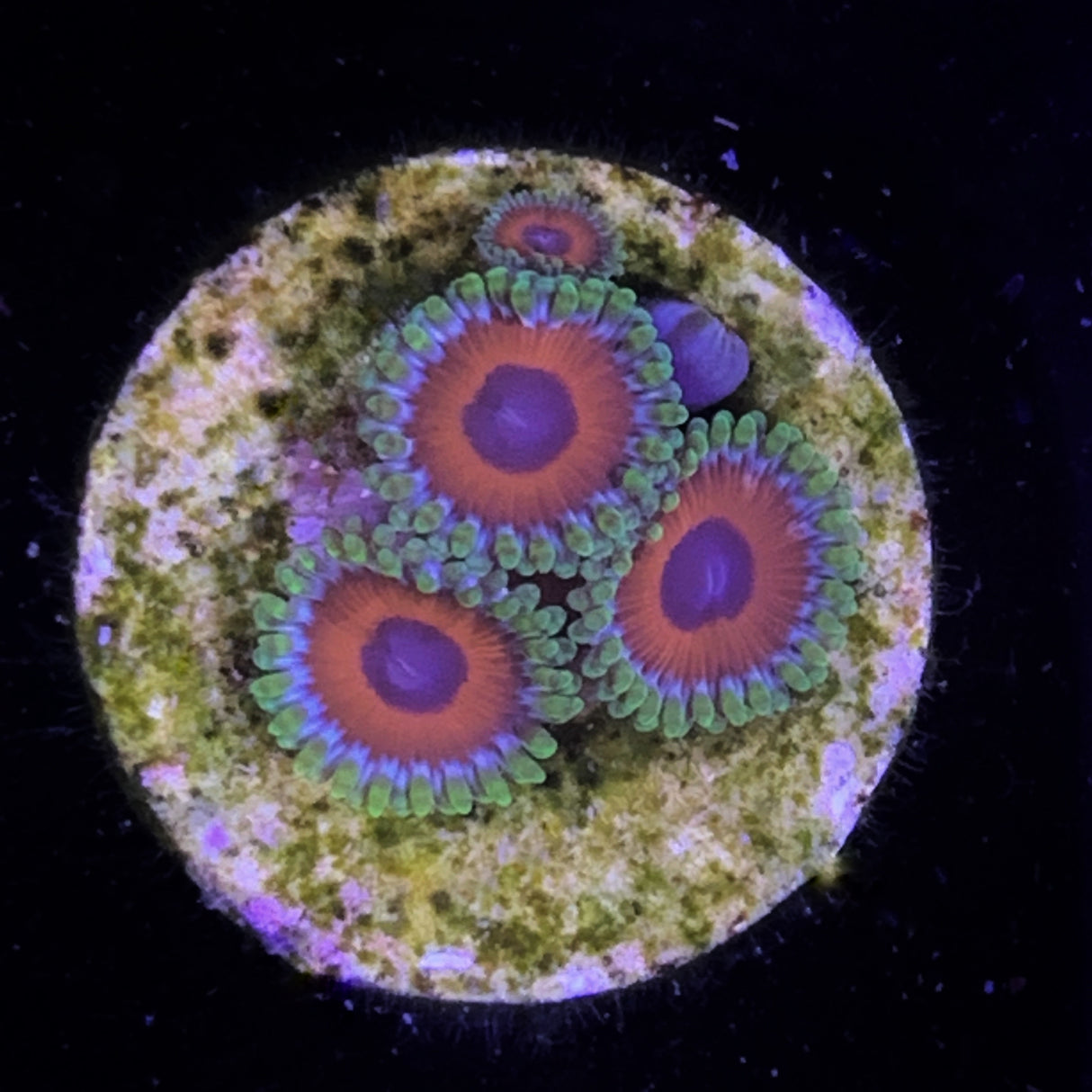 Zoa Frag