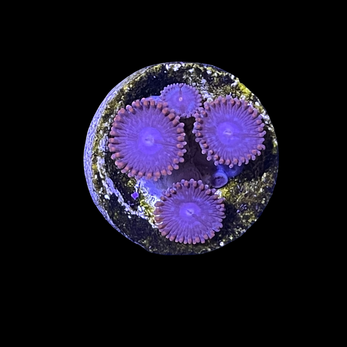 Zoa Frag