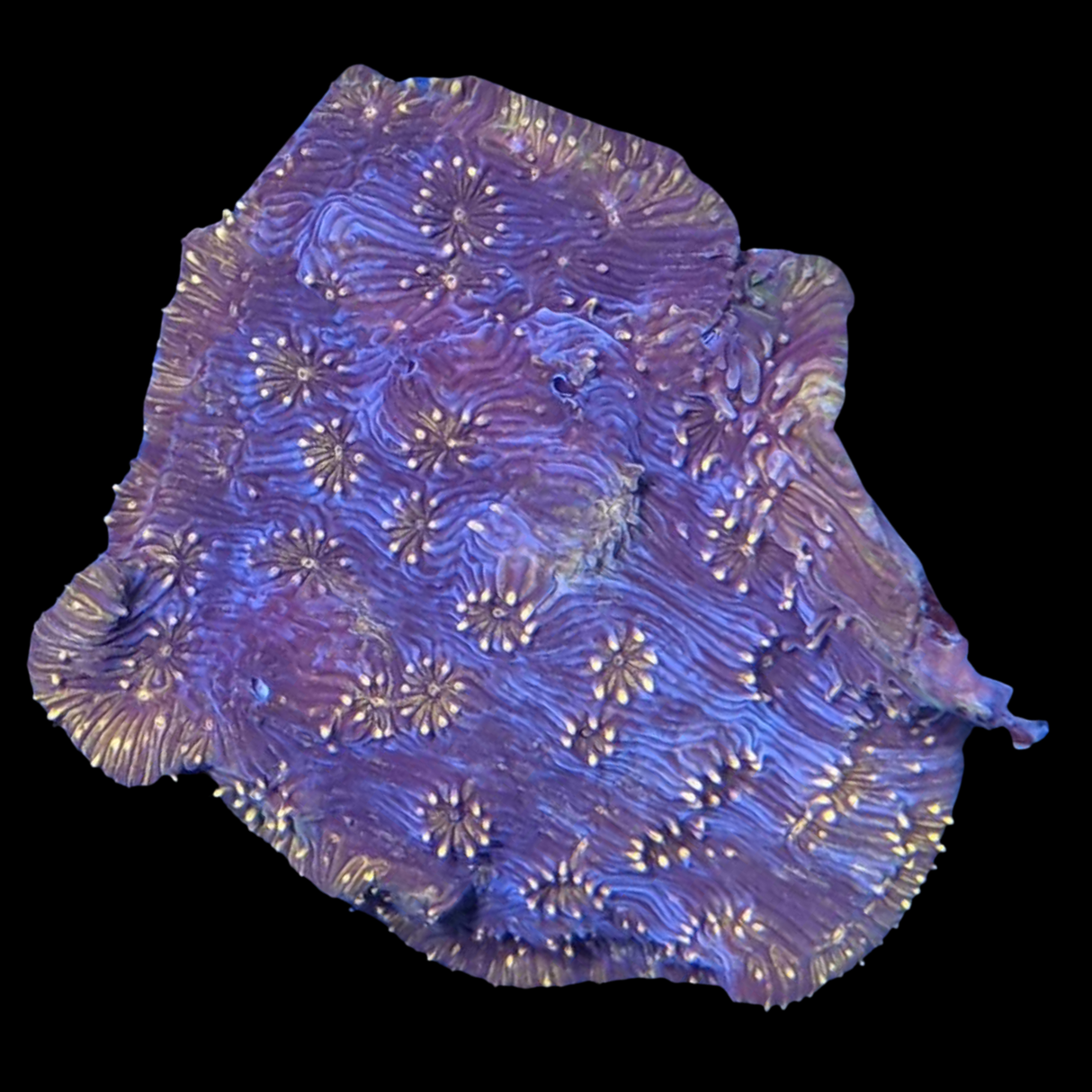 Deep Red Pavona
