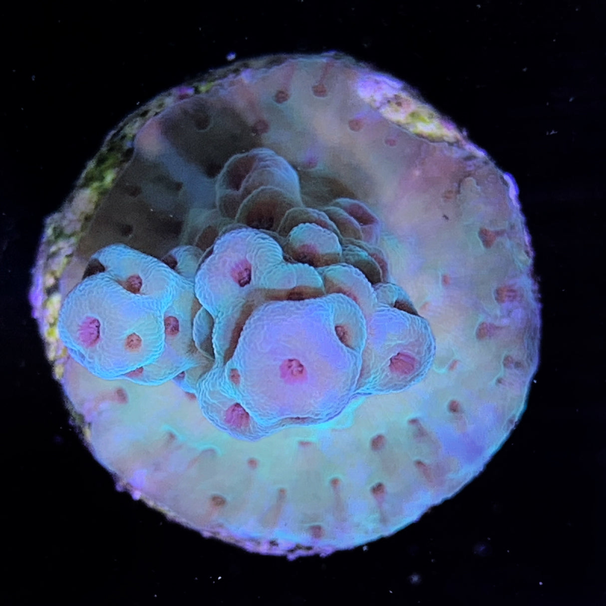 Acropora Frag