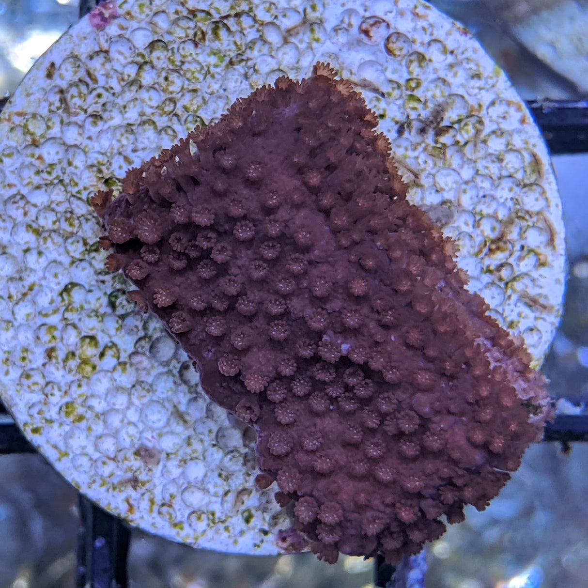 Plating Montipora