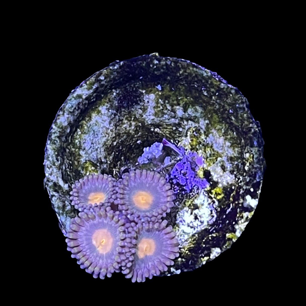 Zoa Frag