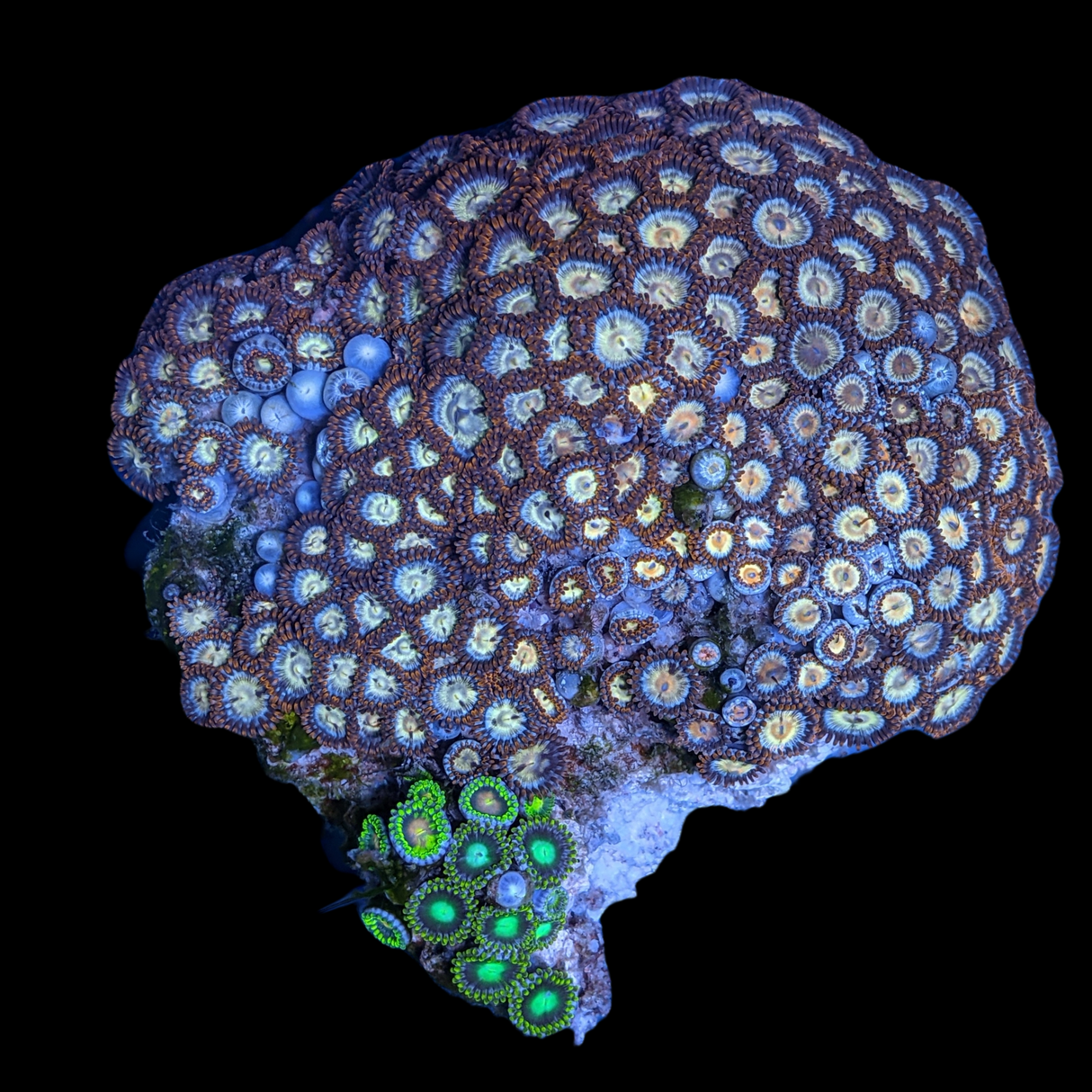 Mini Zoa Colony