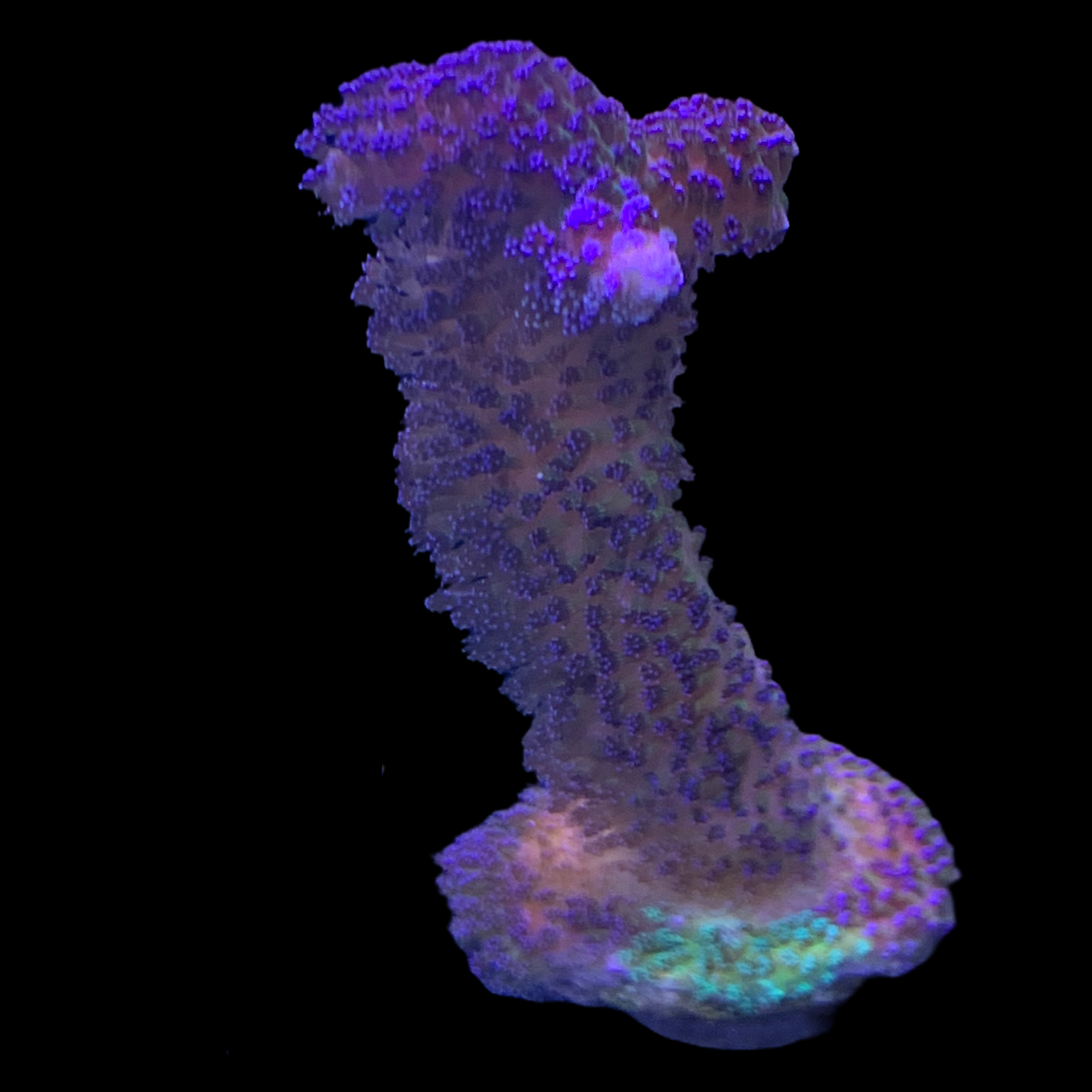 Purple Stylophora Pistillata