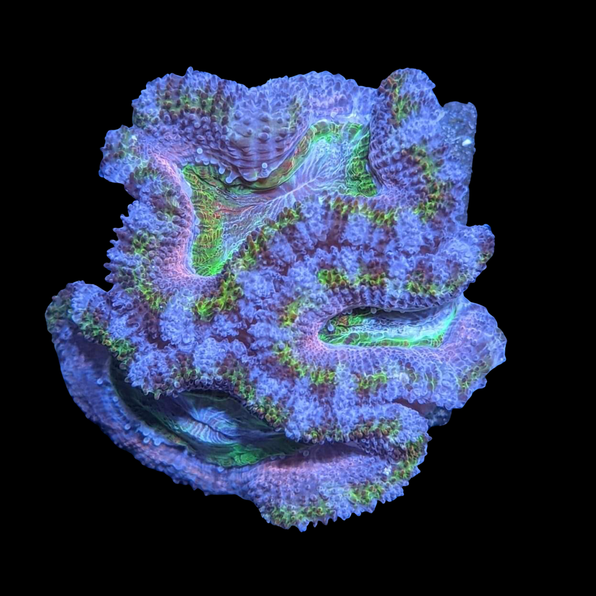 Rainbow Acanthastrea Lordhowensi