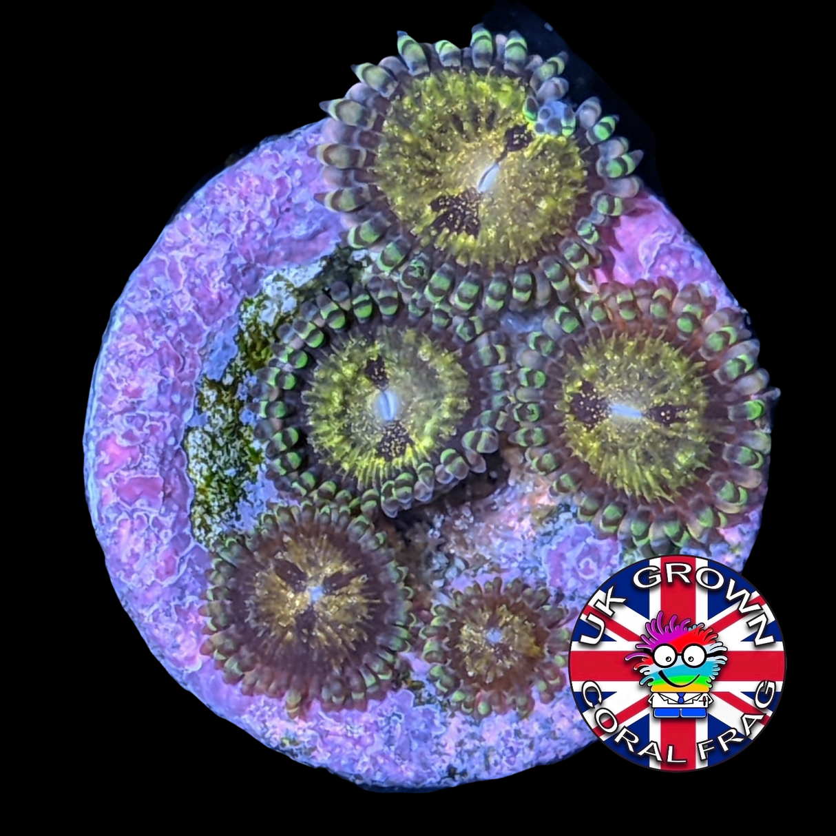 Reverse Space Monster Zoa Frag (UK Grown)