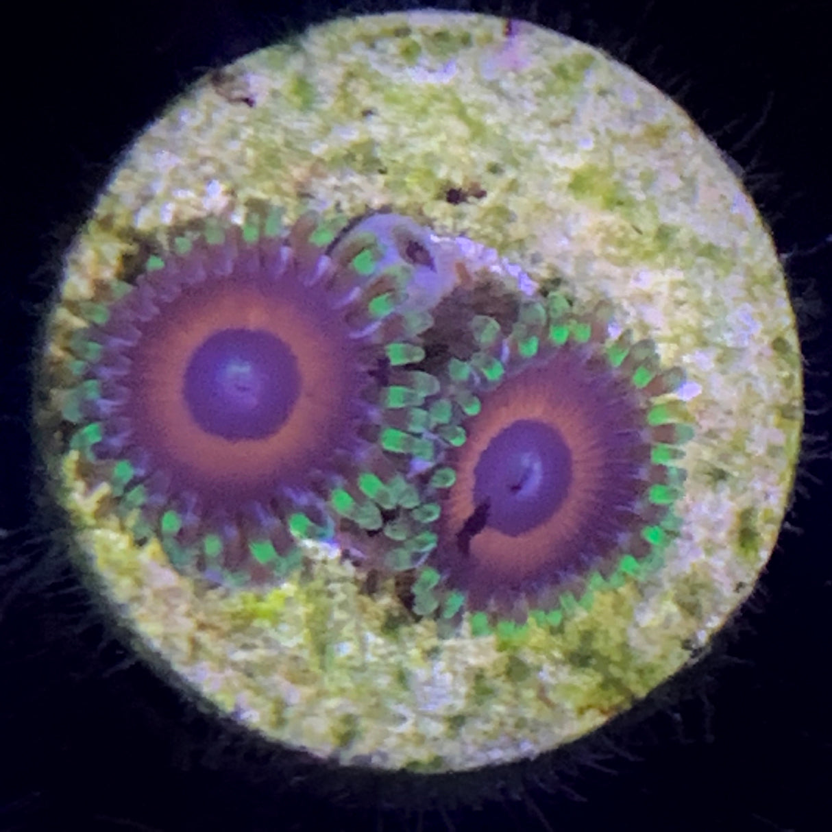 Zoa Frag