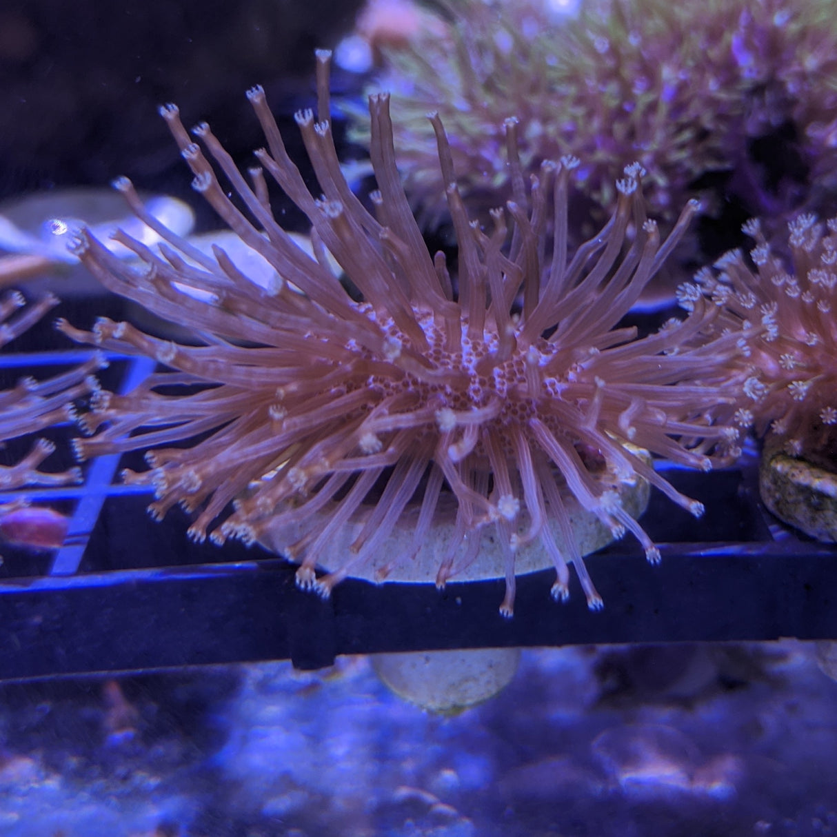 Toadstool Coral