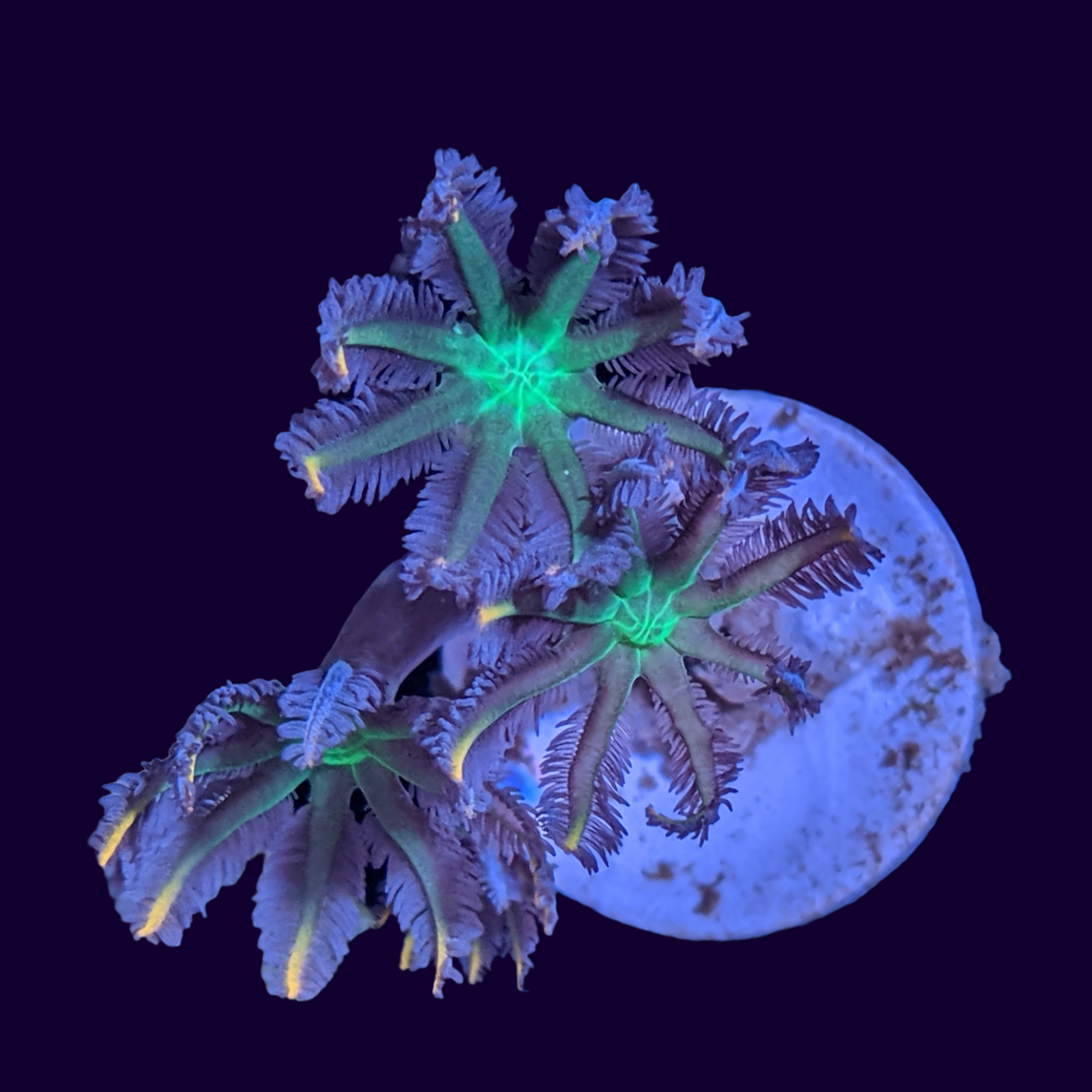 Clove Polyp