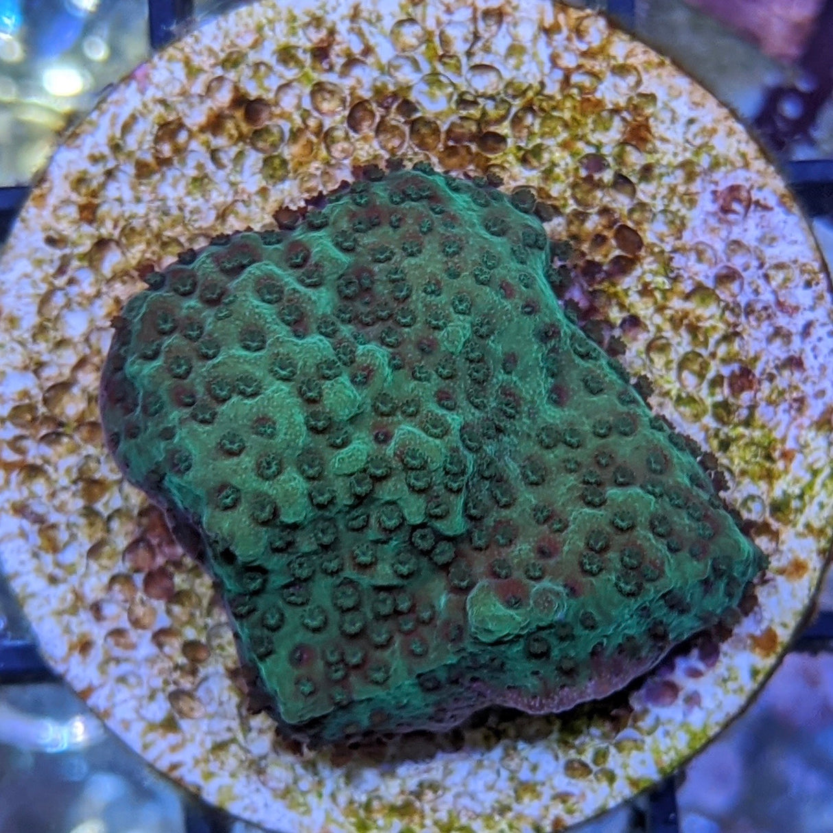 Plating Montipora