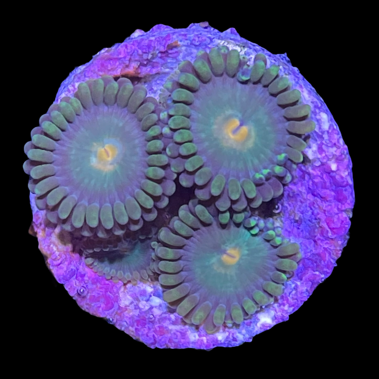 John Deere Zoa Frag