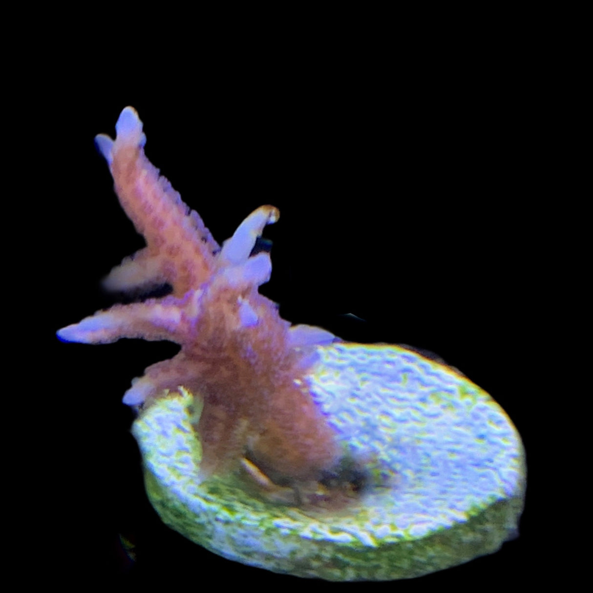 Pink Hystrix Seriatopora