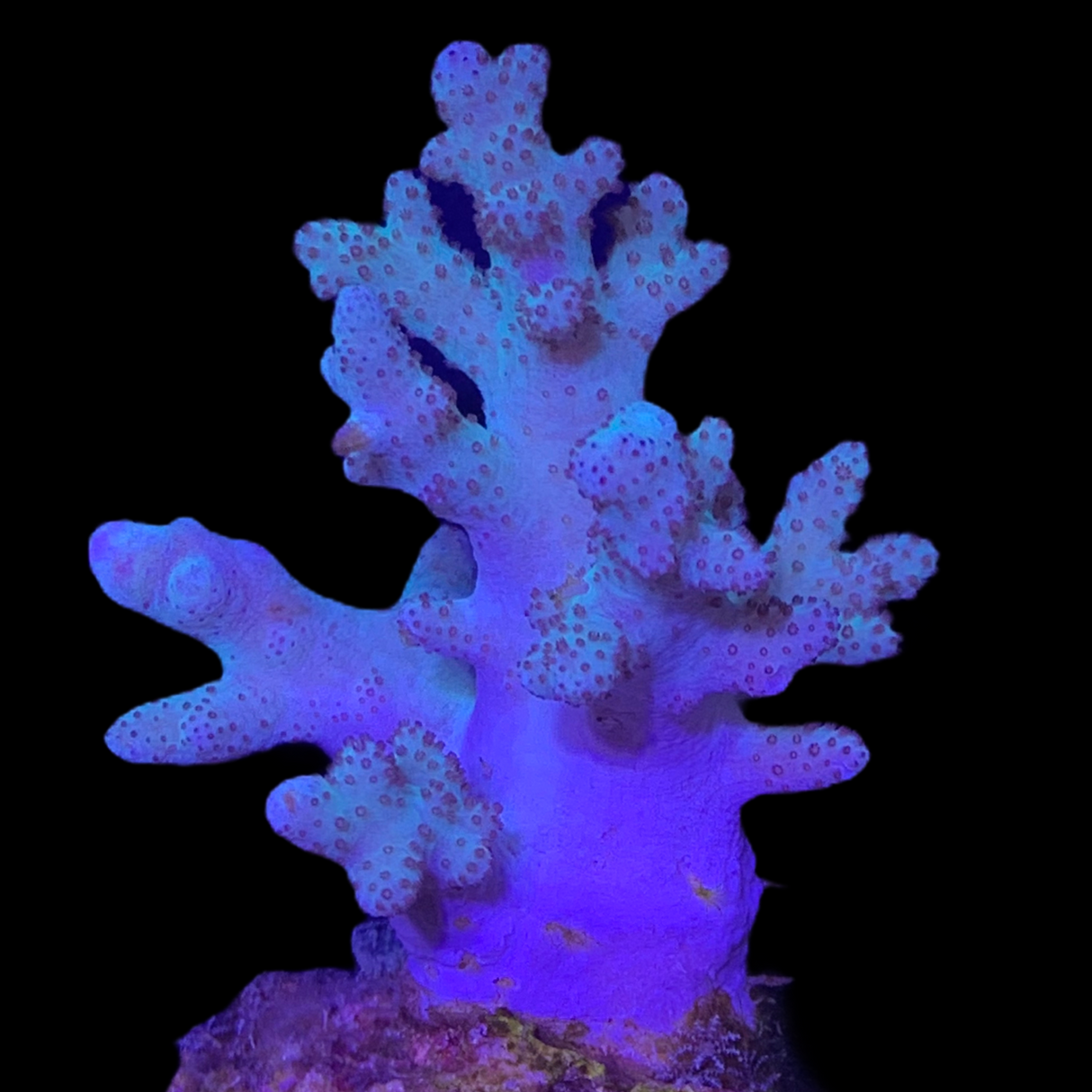 Aqua Sinularia