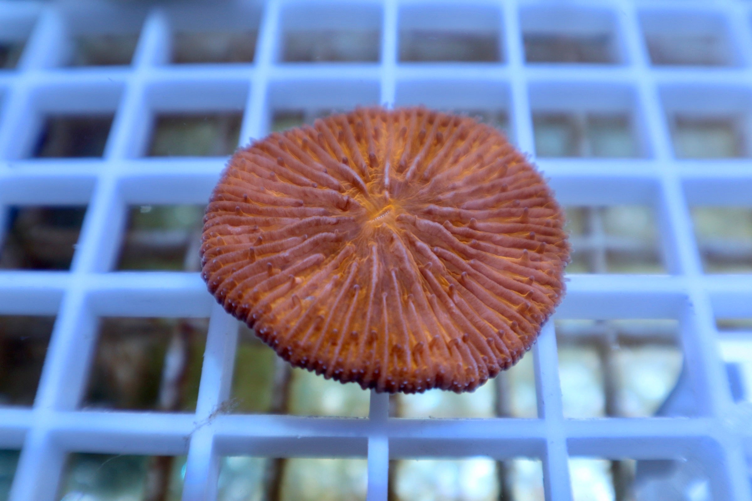 Orange Fungia Plate