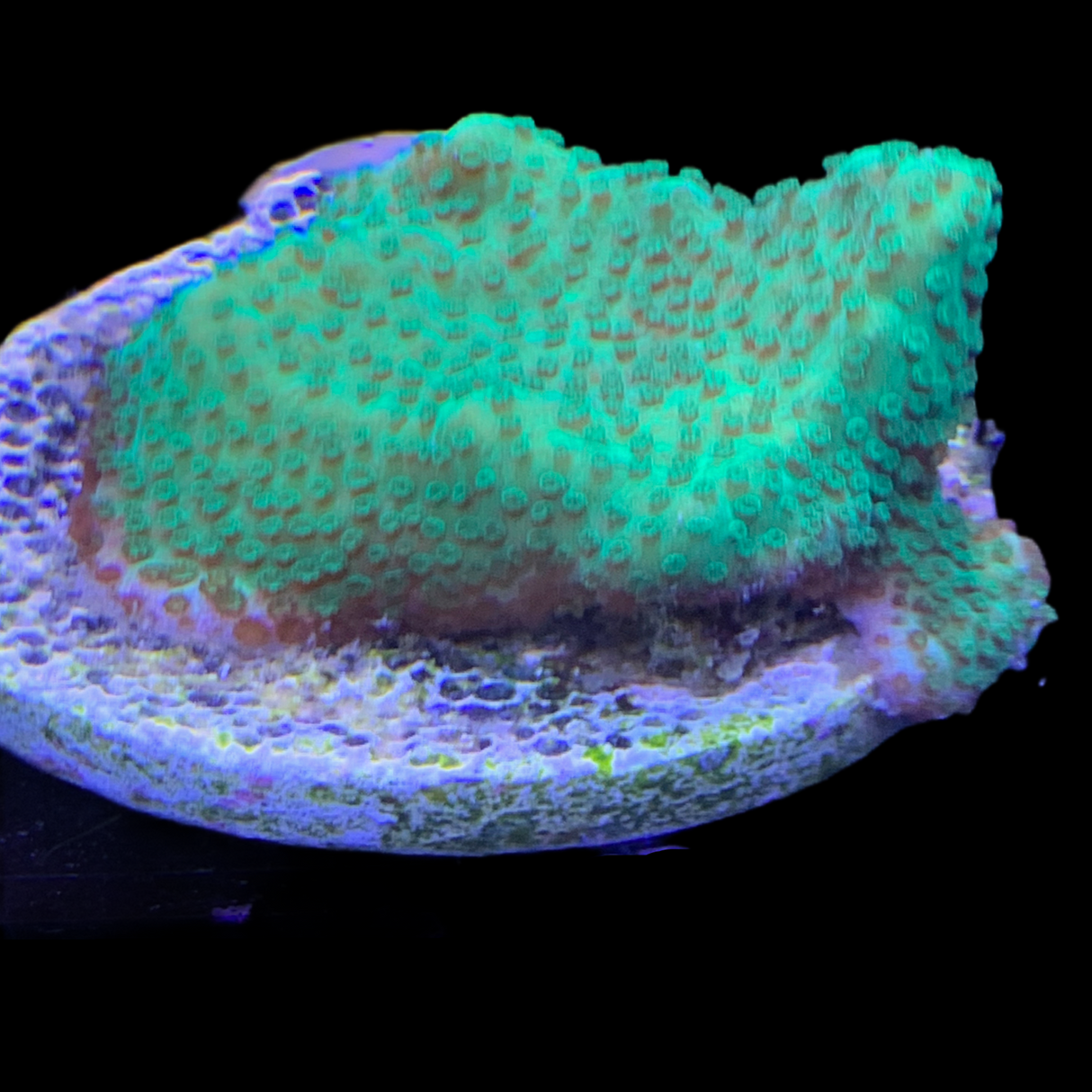 Green Encrusting Montipora