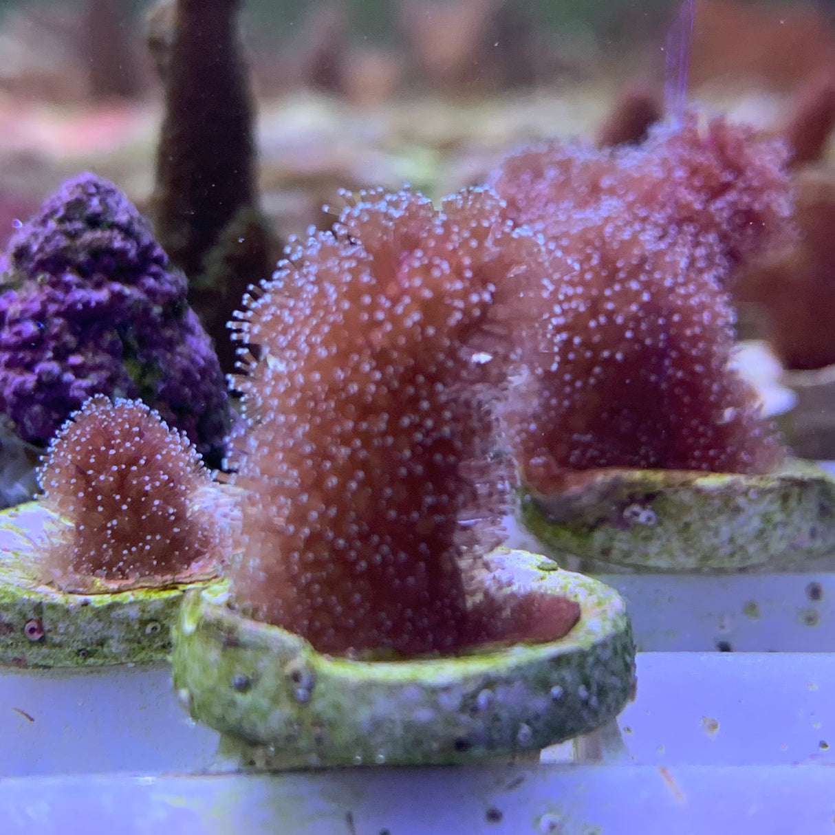 Stylophora Pistillata