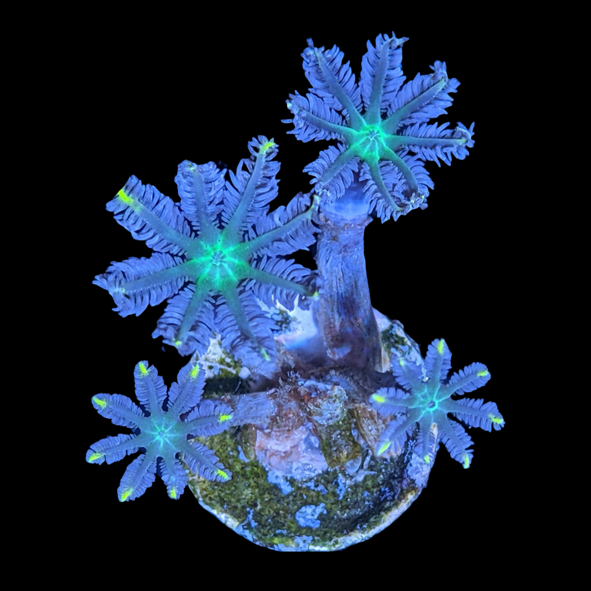 Clove Polyp