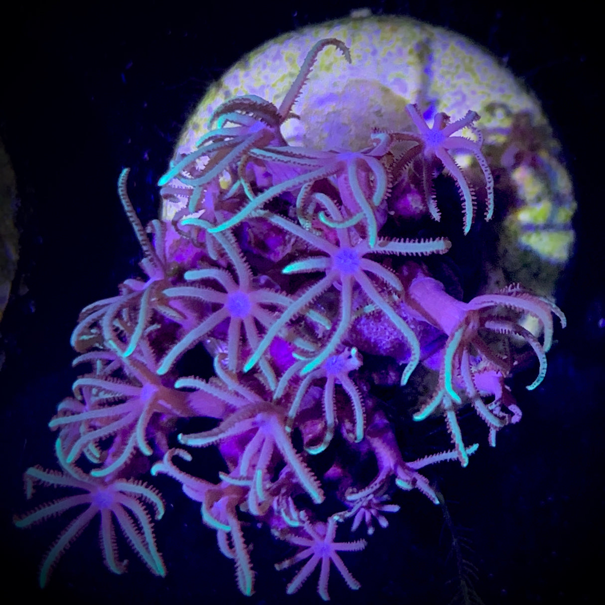 Star Polyps