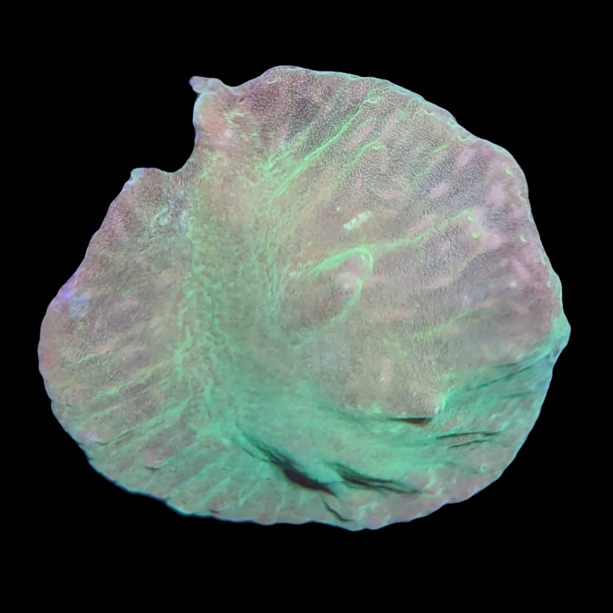 Cabbage Coral Mini Colony