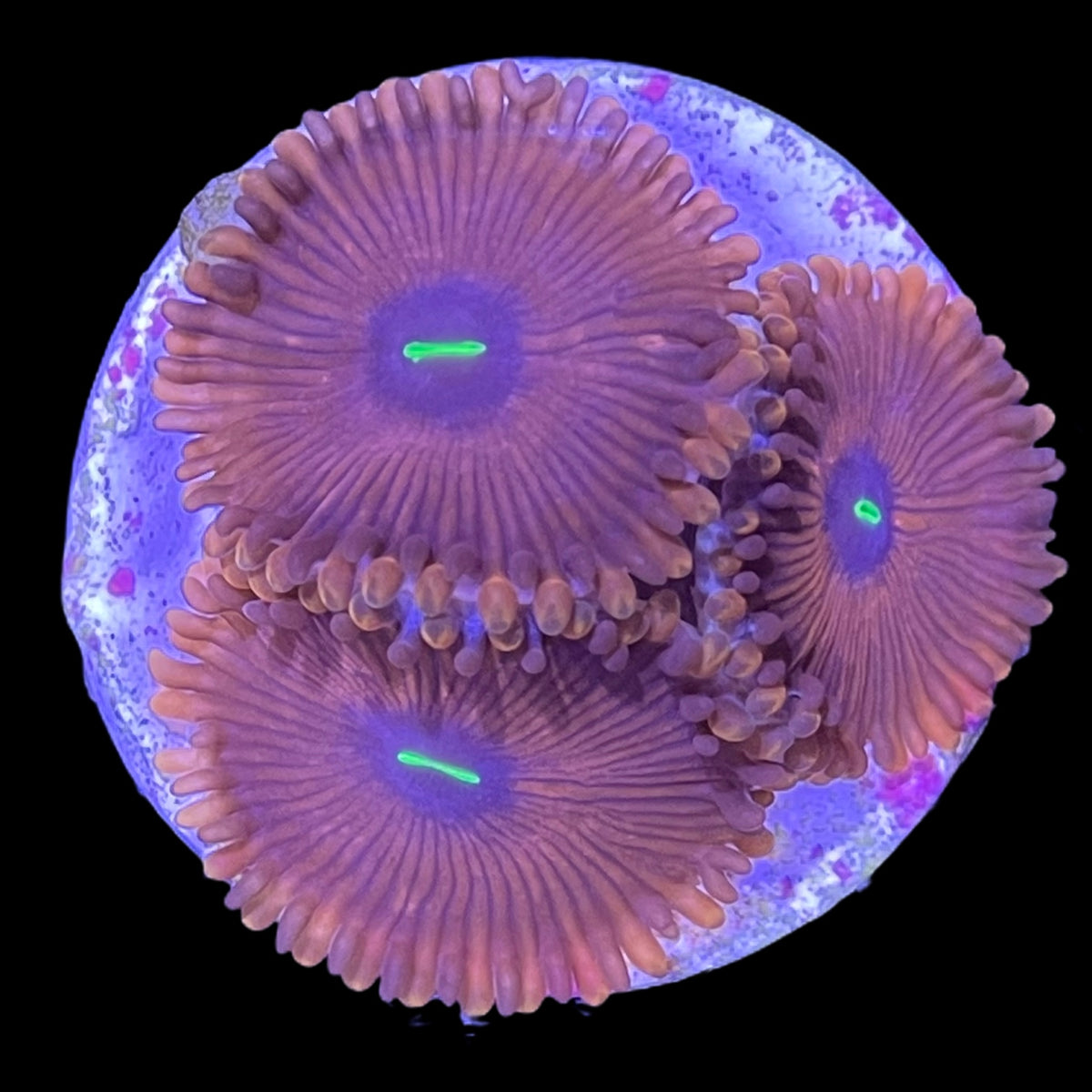Red People Eater Zoa Frag