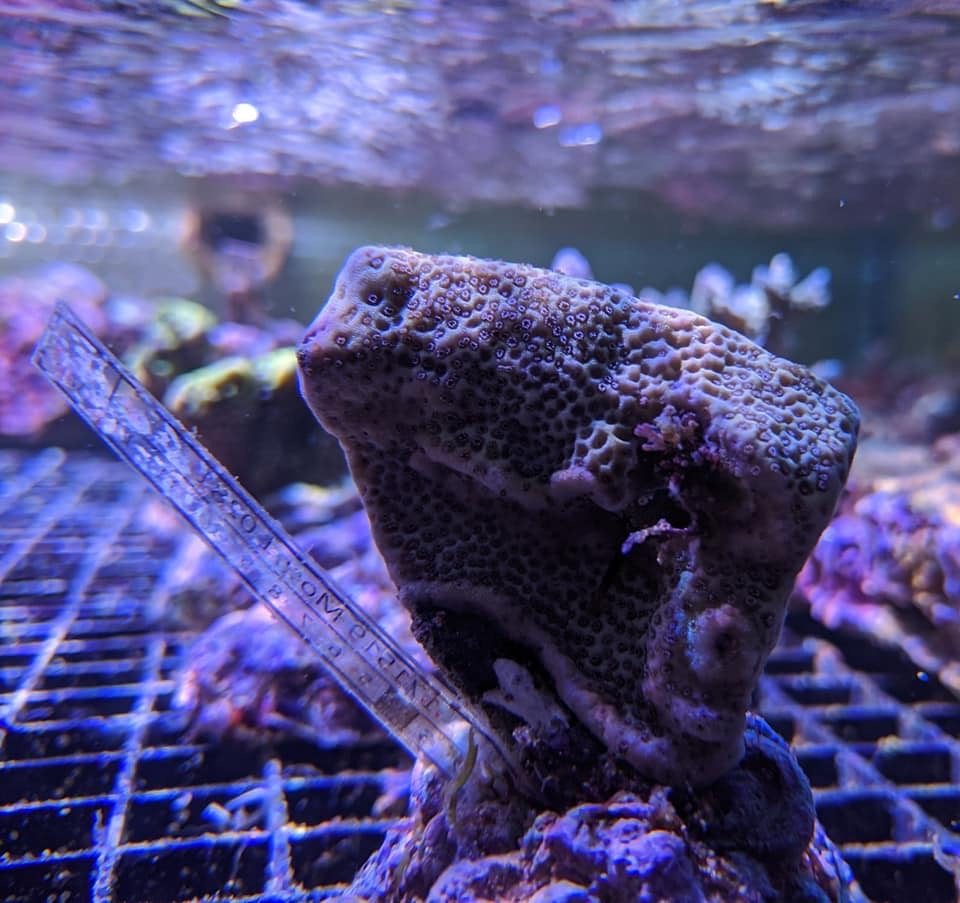 Bali Montipora