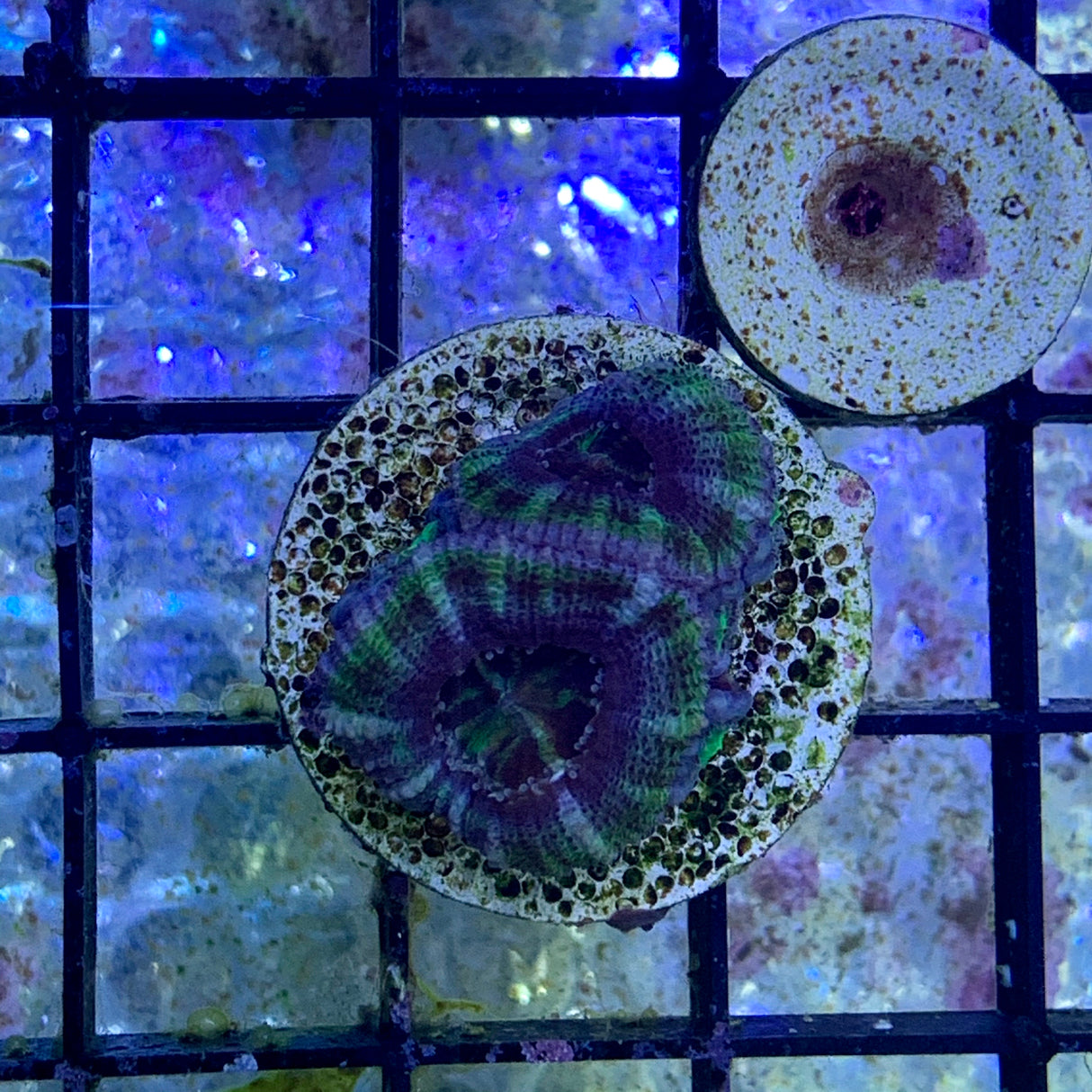 3 Head Acan Frag