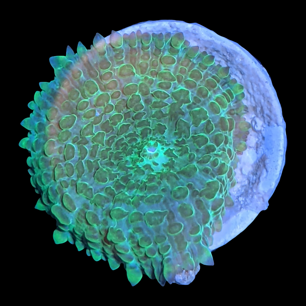 Rhodactis Indosinensis-Green Mushroom