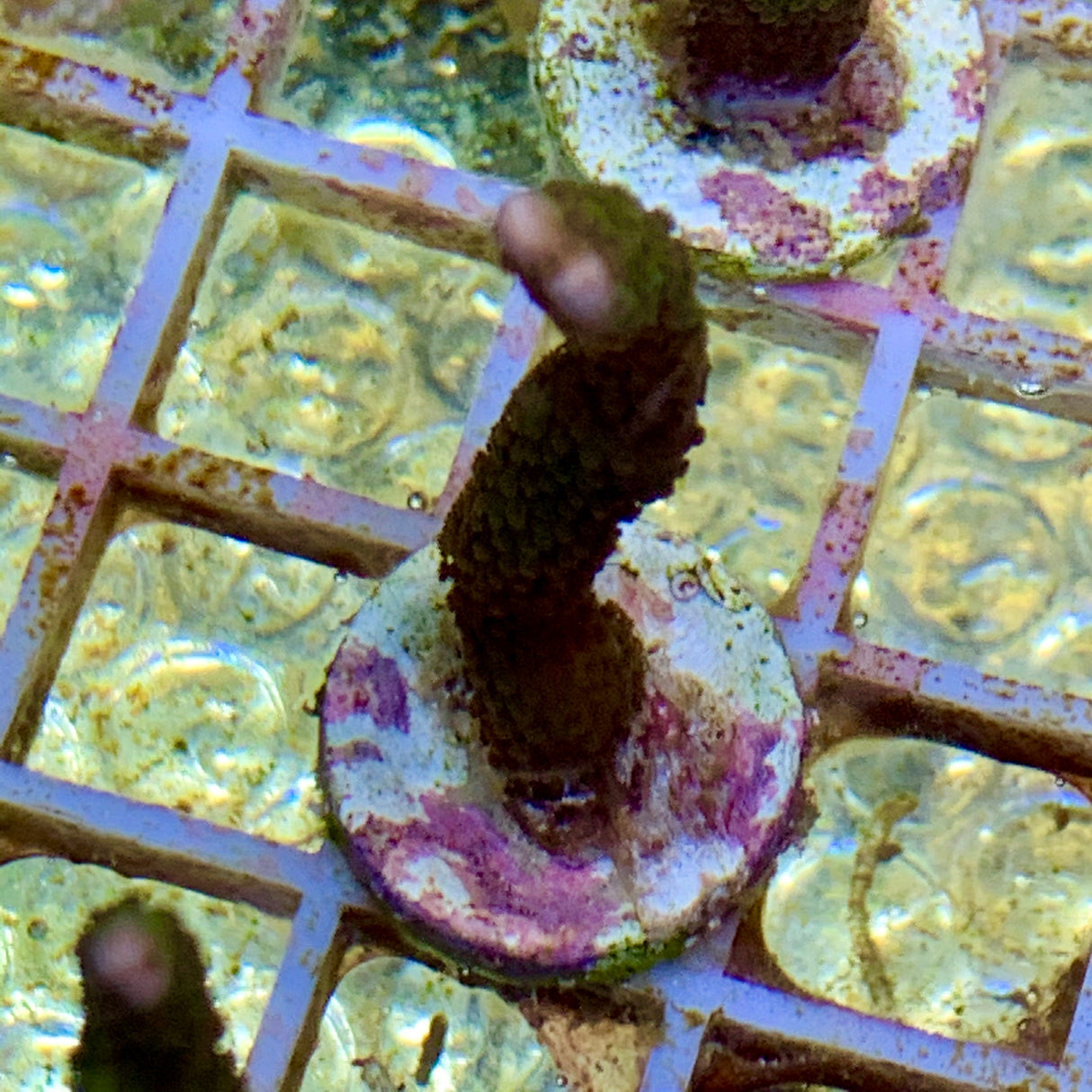 Green Montipora digitata